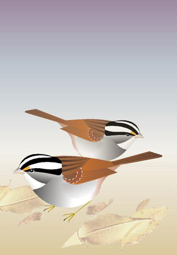 White-throated Sparrow