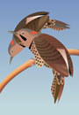 Northern Flicker