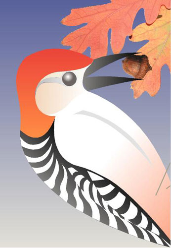 Red-bellied Woodpecker