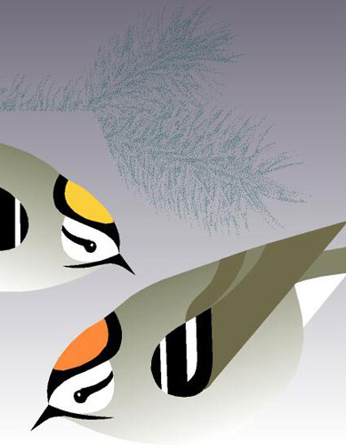 Golden-crowned Kinglet