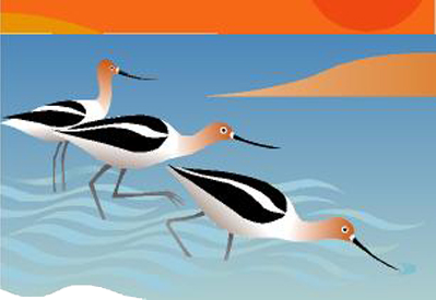 American Avocet