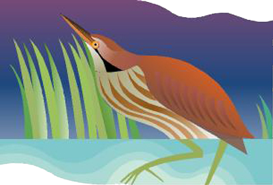 American Bittern