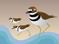 Killdeer