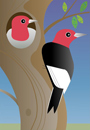 Redheaded Woodpecker
