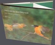 Yardbirds and Beyond