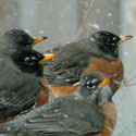 Winter Robins