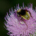Bee on Thistle