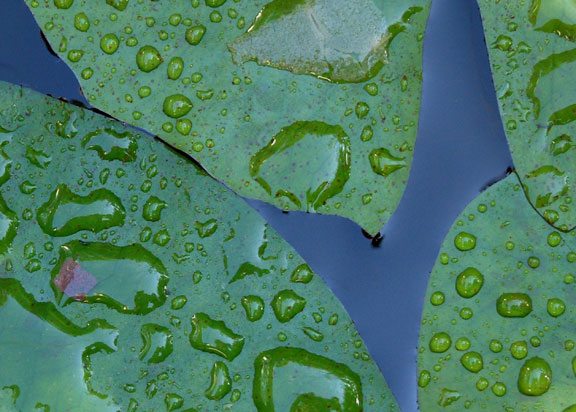 Water Lily Leaves