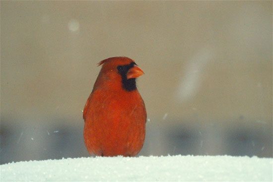 Winter Cardinal