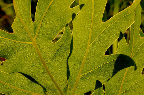 Compass Plant