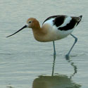 Wading Avocet