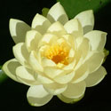 Blooming Water Lilly