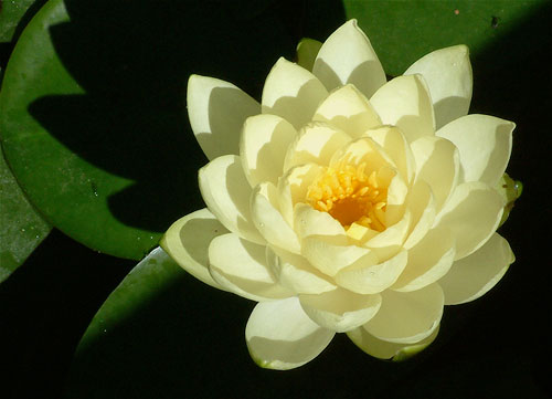 Blooming Water Lilly