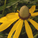 Prairie Coneflower