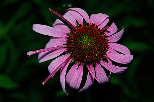 Purple Coneflower