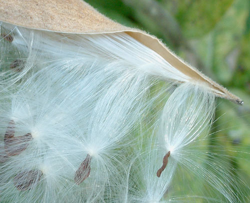 Butterfly Flower Seedpod