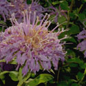 Bee Balm