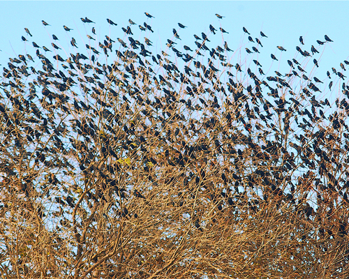 West Park Blackbirds